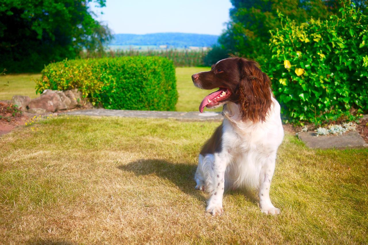 Glewstone Court Country House Hotel Ross-on-Wye Esterno foto