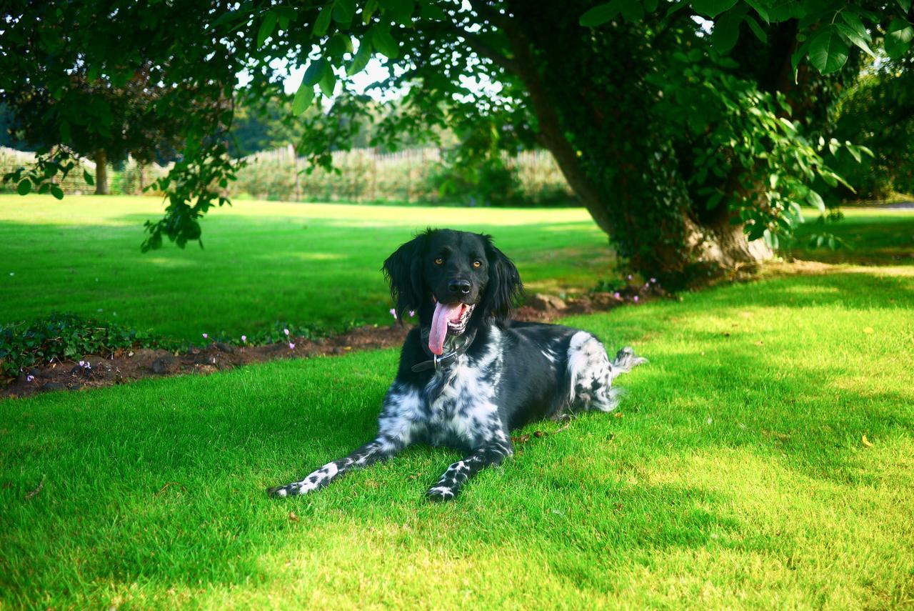Glewstone Court Country House Hotel Ross-on-Wye Esterno foto